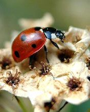 lienka