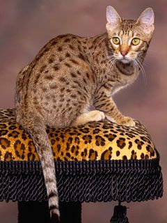 Ocicat