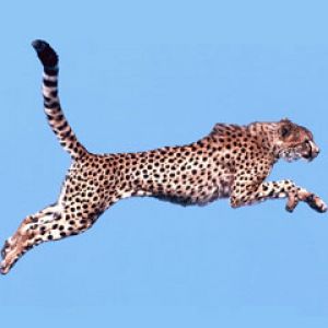 Air Time Cheetah