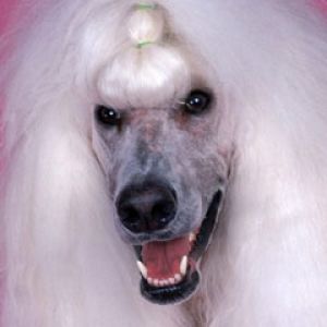 Continental Standard Poodle