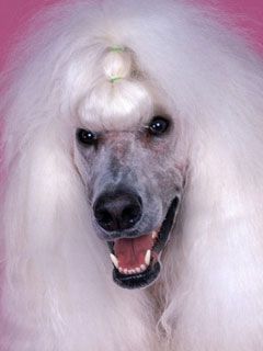 Continental Standard Poodle