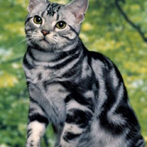 Silver Tabby