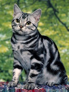 Silver Tabby