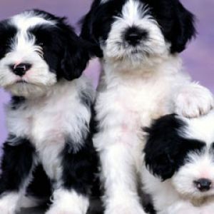 Tibetan Terriers