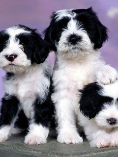 Tibetan Terriers