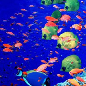 Life-Below-the-Red-Sea -Egypt  