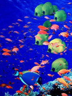 Life-Below-the-Red-Sea -Egypt  