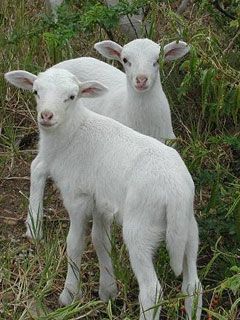 youngs 