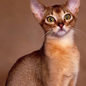 Abyssinian