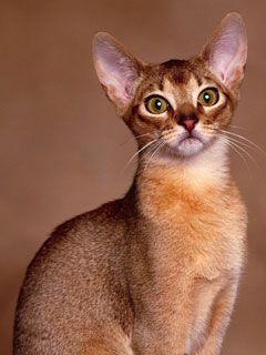 Abyssinian