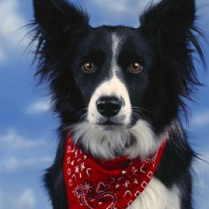 Border Collie