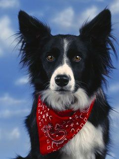 Border Collie