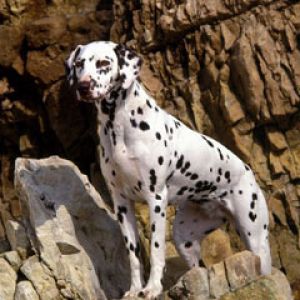 Dalmatian 