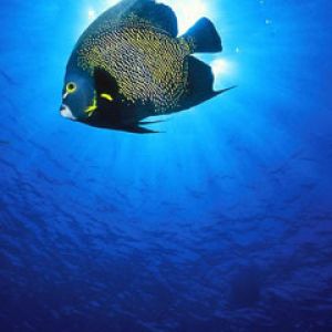 French-Angelfish