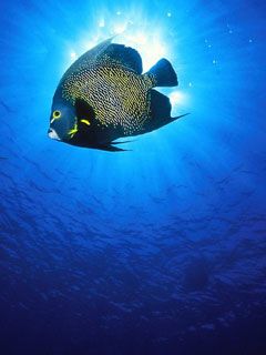 French-Angelfish