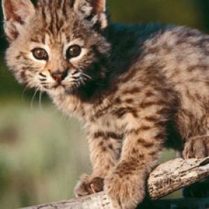 Baby Bobcat