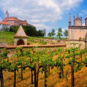 Austrian-Vineyard