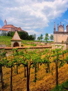 Austrian-Vineyard
