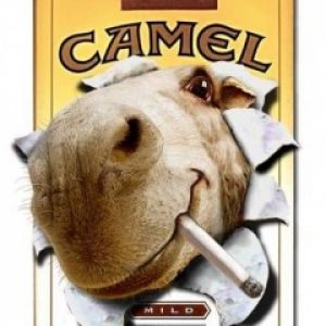 Camel