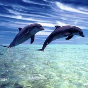dolphins