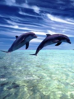 dolphins
