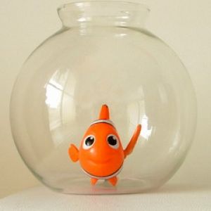 Fish in Bowl - Nemo