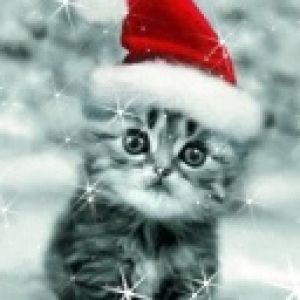 jingle cat