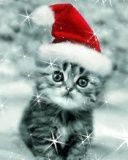 jingle cat