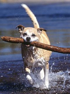 Big Stick Buddy