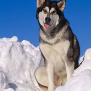 Alaskan Malamute