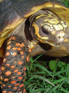 Guyana-Male 