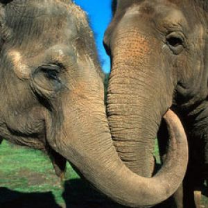 Asian Elephants