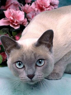 Platinum Mink Tonkinese