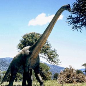 brachiosaurus