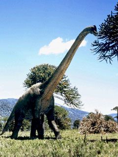 brachiosaurus