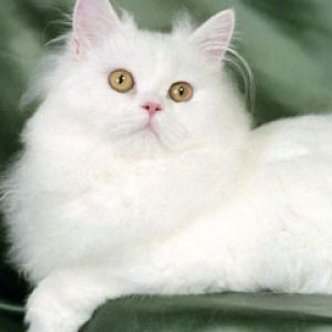 White Persian