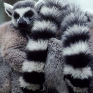 A Lump of Lemurs
