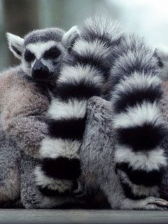 A Lump of Lemurs