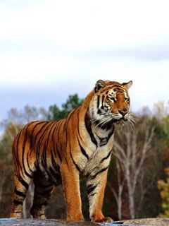 Regal Bengal