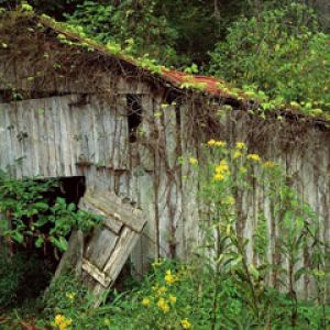 An Old Abandoned Barn - Williamson County - Tennes