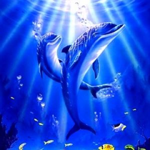 Dolphin