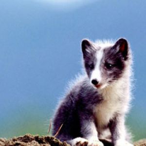 Arctic Fox Kit