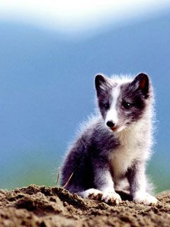 Arctic Fox Kit