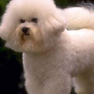 bichon frise full