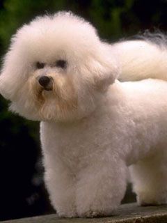 bichon frise full