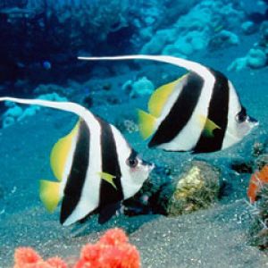 Long Fin Bannerfish - Indonesia