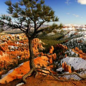Alone on the Rim - Bryce Canyon - National Park - 