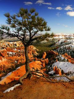 Alone on the Rim - Bryce Canyon - National Park - 