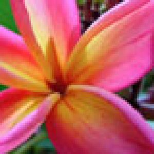 Plumeria