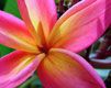 Plumeria